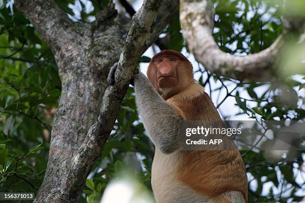 In this picture taken on November 6 a proboscis monkey sits in a tree at a sanctuary in Malaysia's Sabah state, Borneo. Expanding palm oil...