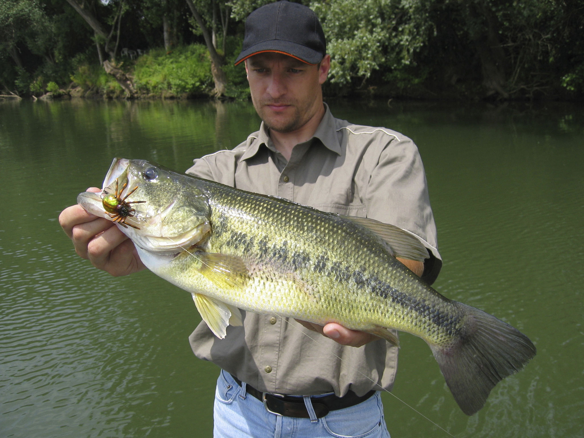 Largemouth bass Largemouth bass