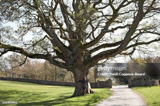 woman hugging a tree - heidi coppock beard stock pictures, royalty-free photos & images