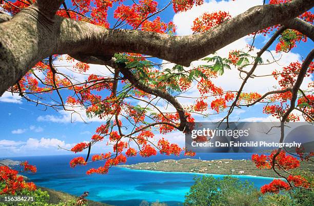 royal poinciana tree - delonix regia stock pictures, royalty-free photos & images
