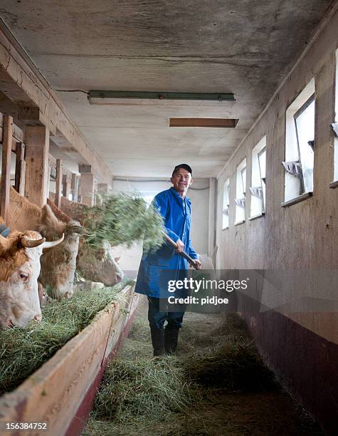 farmer feeding cows in barn - kauwberg stockfoto's en -beelden