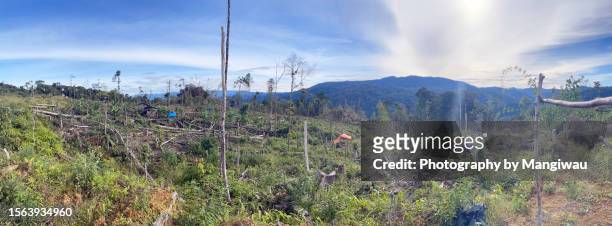 sumatra rainforest deforestation - fallen tree stock pictures, royalty-free photos & images