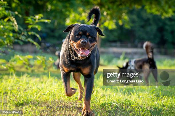 a running rottweiler - rottweiler fotografías e imágenes de stock