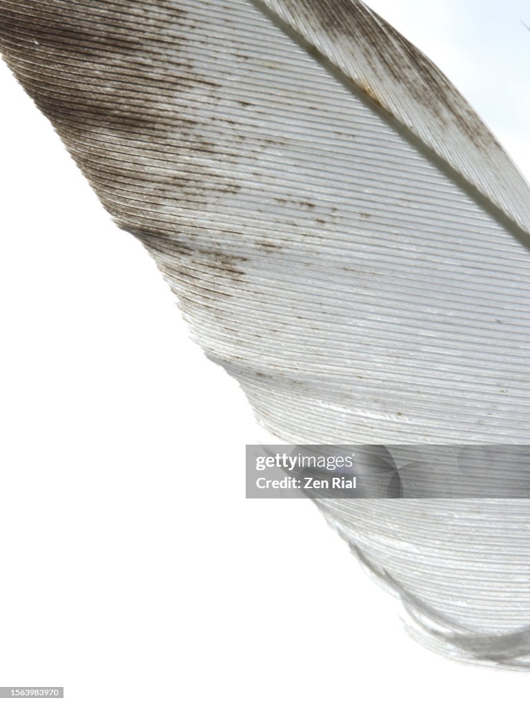 A single white feather with brown markings, white background