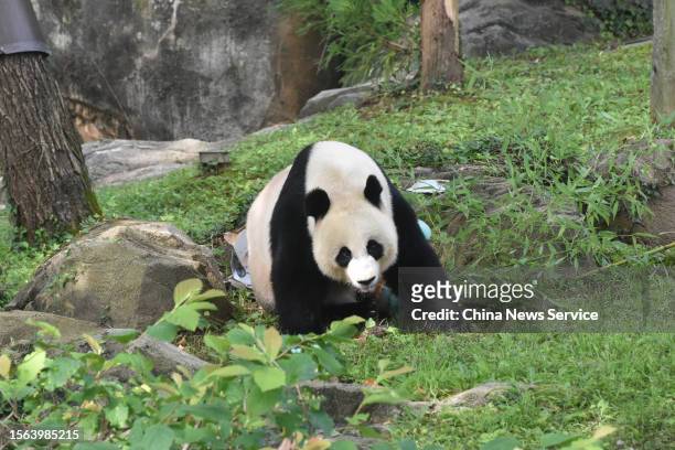 Giant panda Mei Xiang celebrates her 25th birthday with a cake at Smithsonian's National Zoo on July 22, 2023 in Washington, United States.