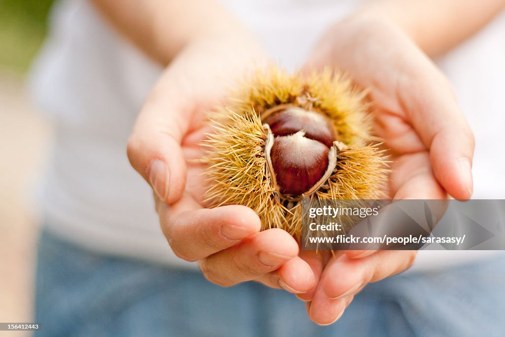 Hull of chestnuts in girl hands
