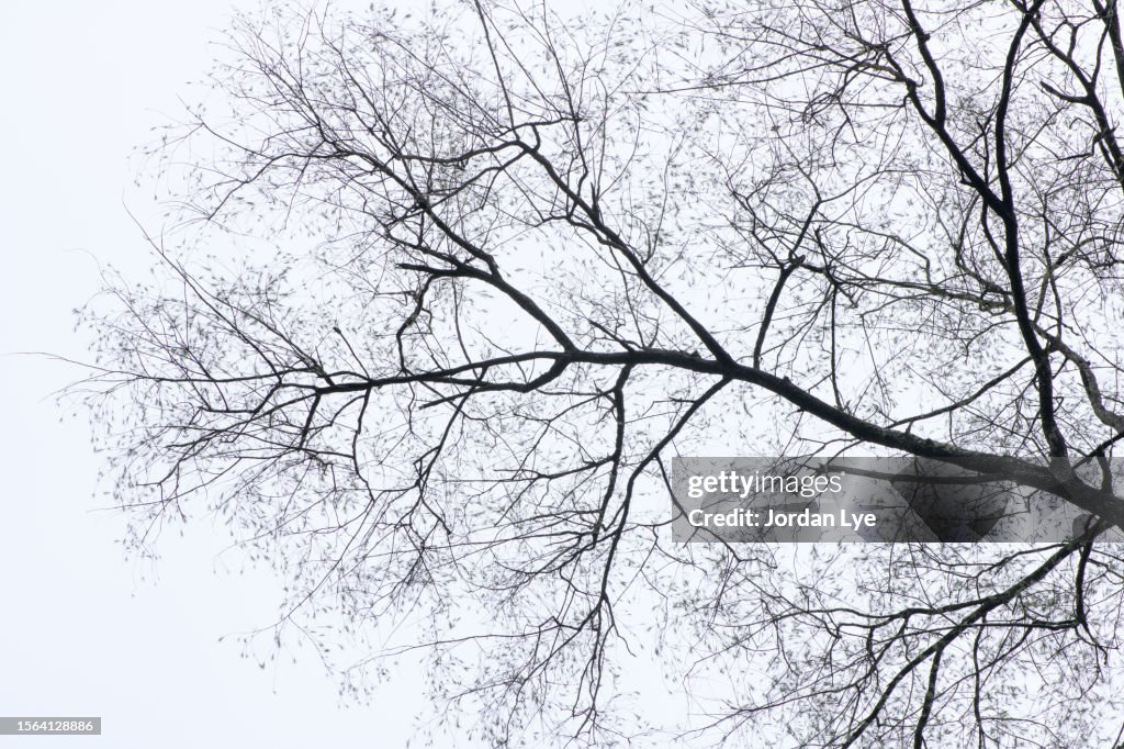 Dead tree isolated with white background