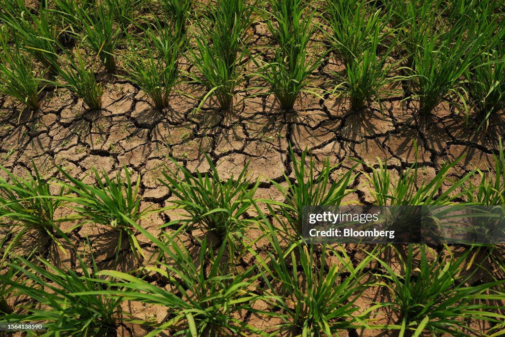 Dry Inflated Rice A dry rice field in Subang, West Java, Indonesia, on Saturday, July ...