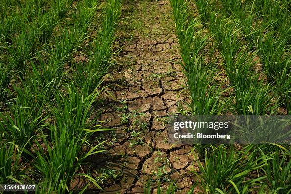 Drying Rice Fields A dry rice field in Subang, West Java, Indonesia, on Saturday, July ...