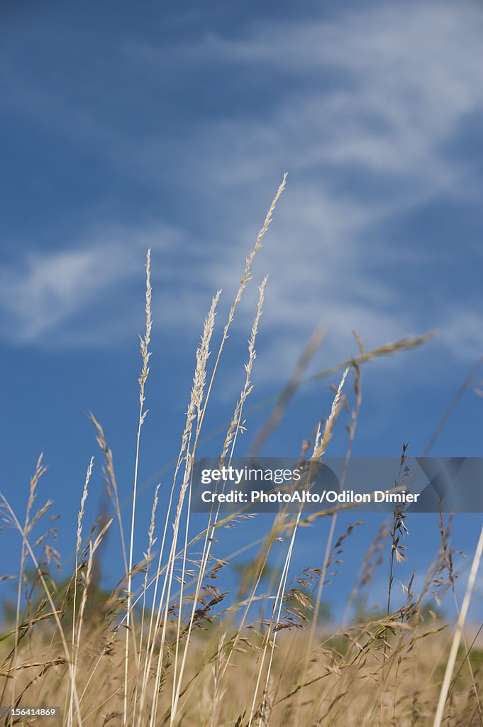 Wheat growing in field