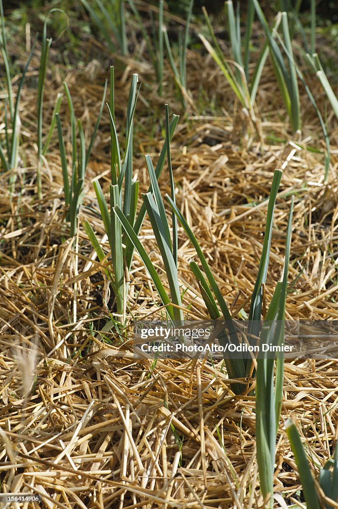 Leeks growing