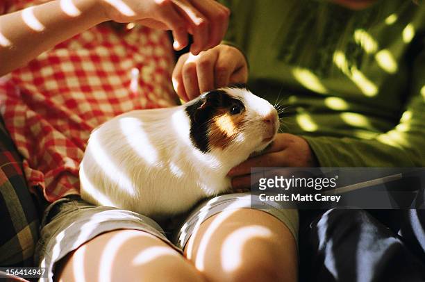 pampered pig - guinea pig stockfoto's en -beelden
