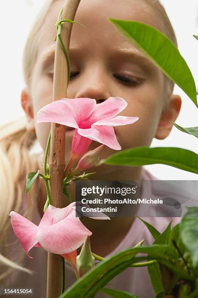 girl smelling mandevilla flowers - mandevilla stock pictures, royalty-free photos & images