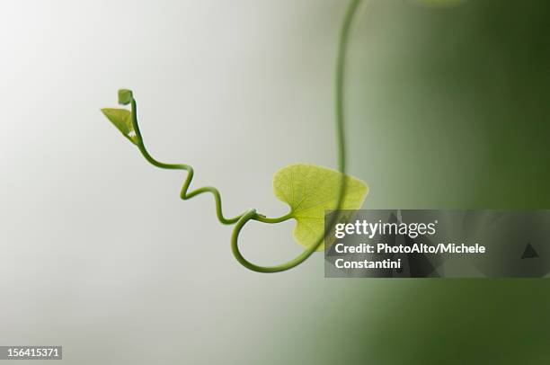 delicate plant tendril - tendril fotografías e imágenes de stock