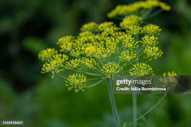 close up of aromatic dill (anethum graveolens) with small flowers - umbels, growing in village garden. - dill bildbanksfoton och bilder