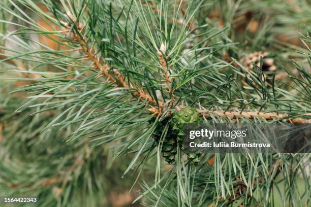 close up of green and small spruce cones hanging on branch of pine evergreen tree, surrounded by stiff and sharp-pointed needles. - pinetree garden seeds stock pictures, royalty-free photos & images