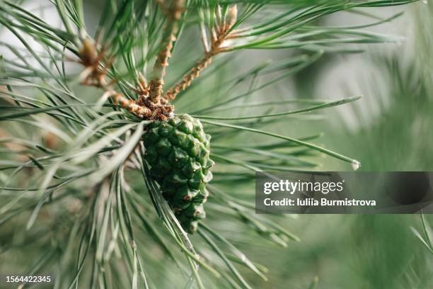 close up of green cone, produced by spruce tree, hanging on branch full of sharp needles and illuminating by sun. - pinetree garden seeds stock pictures, royalty-free photos & images