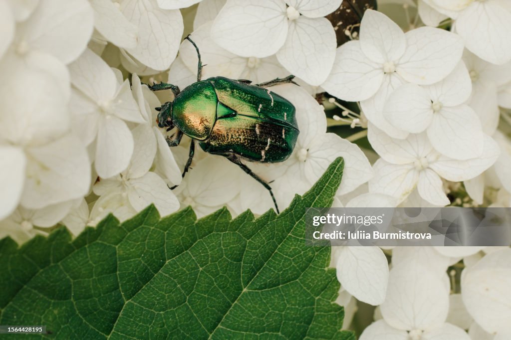 Shiny green rose chafer (Cetonia aurata) quietly sitting on Smooth Hydrangea (Hydrangea arborescens), exploring blossoms in garden.