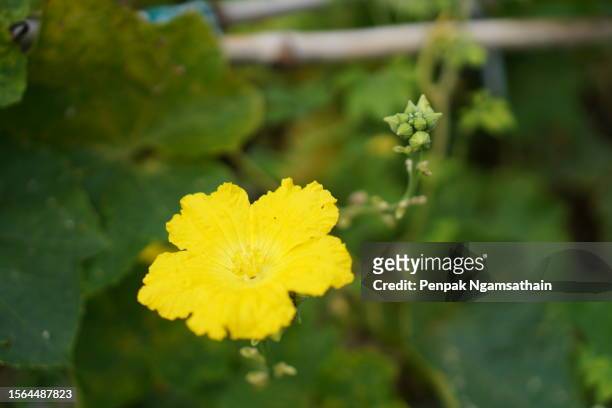 yellow flower luffa acutangular, cucurbitaceae green vegetable fresh on brown fabric in garden on nature background - cucumber leaves stock pictures, royalty-free photos & images
