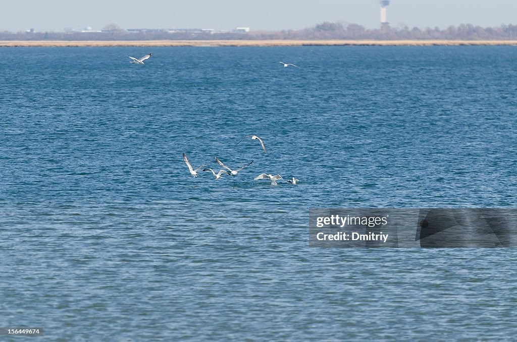 Birds on water