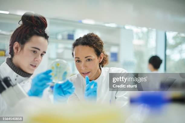 petri dish student - petri dish stock pictures, royalty-free photos & images