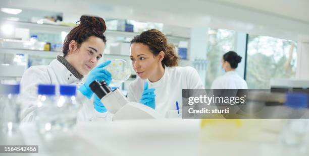 petri dish student - microbiome stockfoto's en -beelden