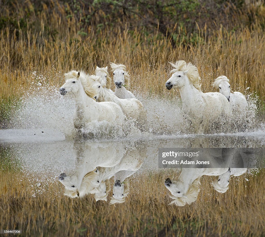 Camargue horses running thru marsh