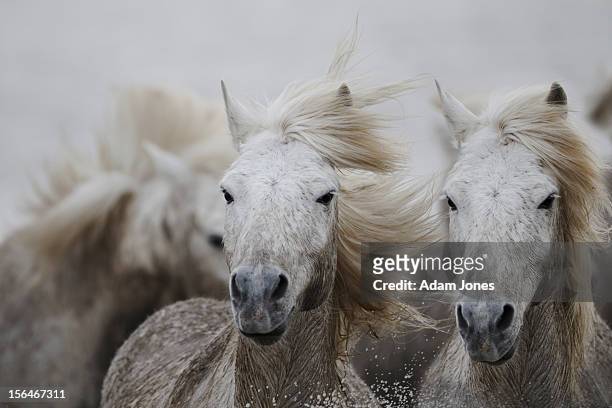 camargue horses running thru marsh - camargue horses stock pictures, royalty-free photos & images
