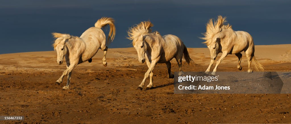 Series of running camargue horses