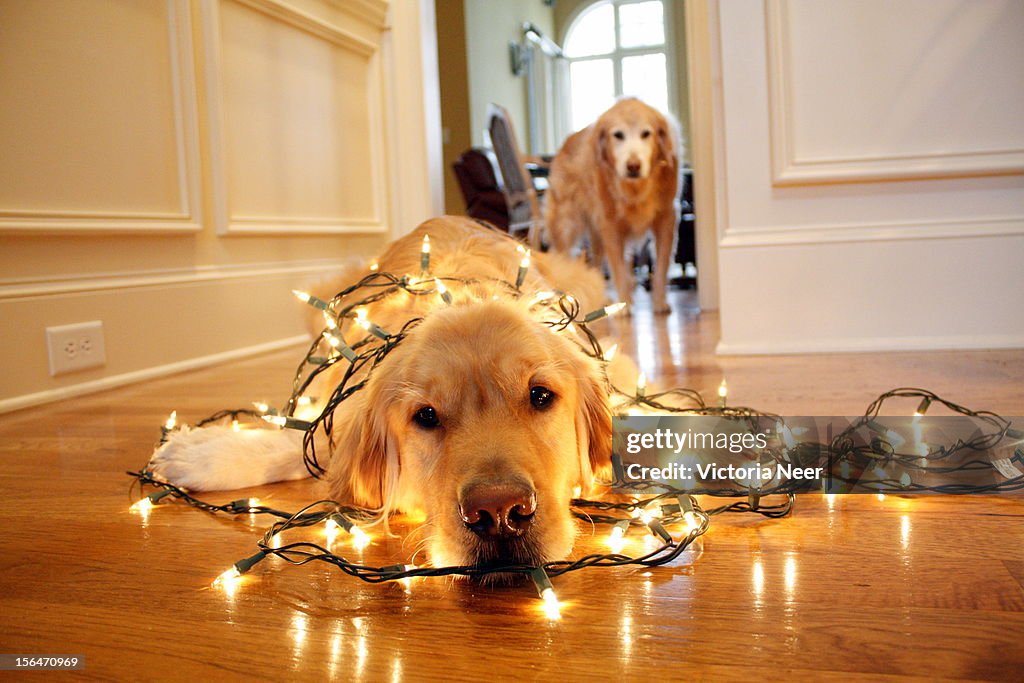 Holiday Helper Golden Retriever, wrapped in lights