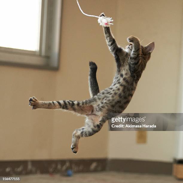 jumping cat - cat jump stock pictures, royalty-free photos & images