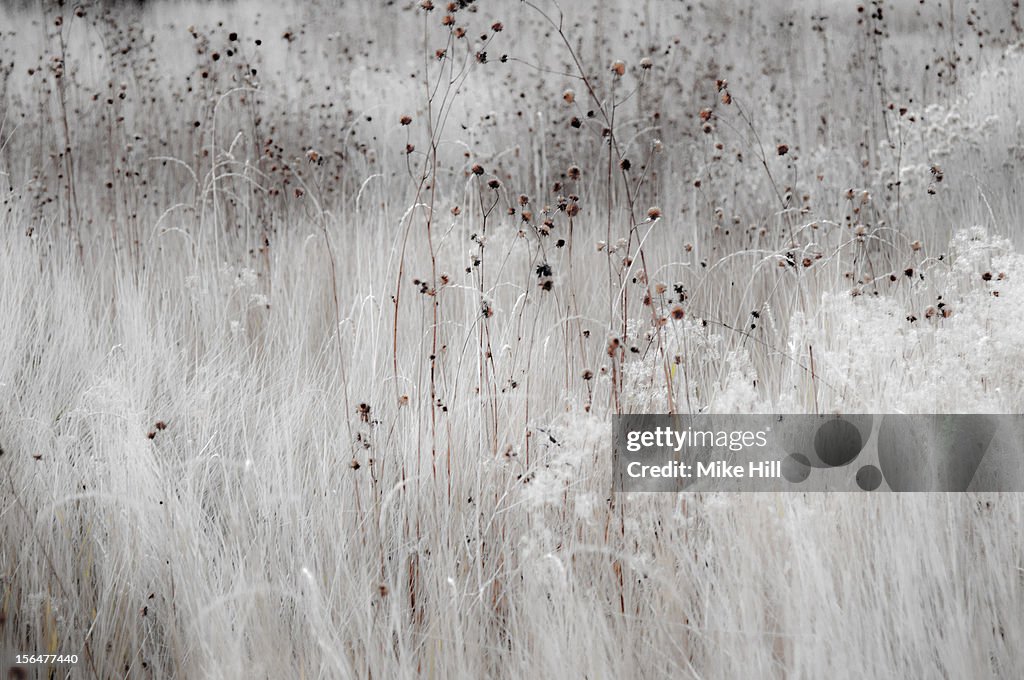 Fall vegetation, California, USA