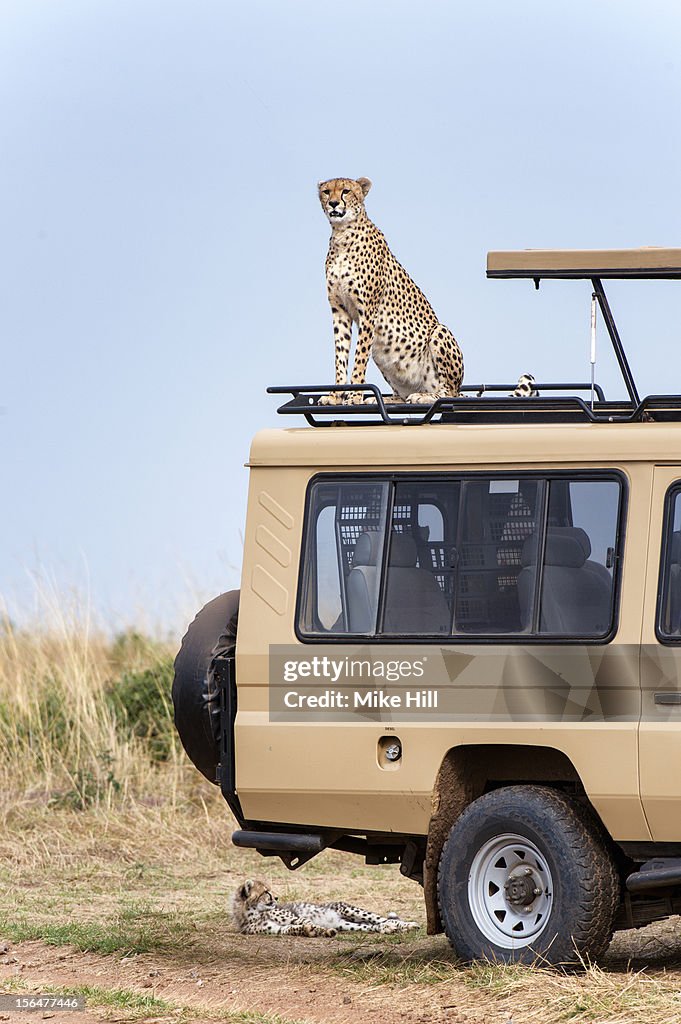Cheetah sitting on top of a safari vehicle