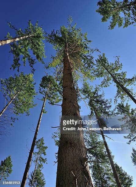 big trees near dunkeld, scotland - sitkafichte stock-fotos und bilder