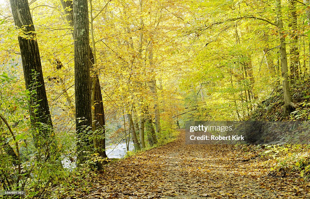 Forest path in autumn