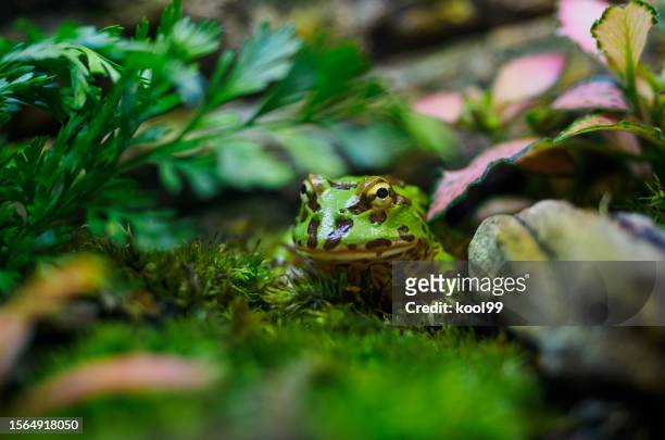hidden horned frog - horned frog stock pictures, royalty-free photos & images