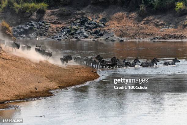 wildebeest antelopes and plains zebras in mara river at great migration - great migration stock pictures, royalty-free photos & images