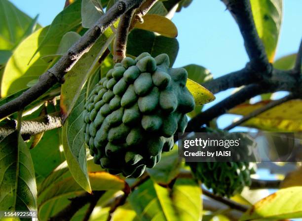 close-up of annona atemoya, the sugar-apple fruit or custard apple, hanging on tree branch - sugar apple stock pictures, royalty-free photos & images