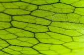 close-up of andinum fern