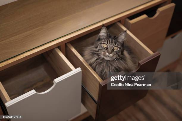 ava's drawers - ava stock pictures, royalty-free photos & images
