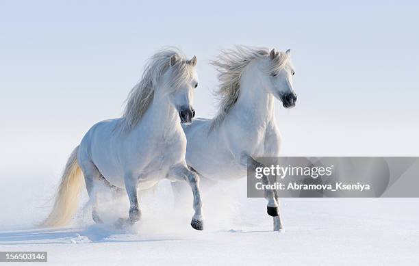 Two galloping snow-white horses