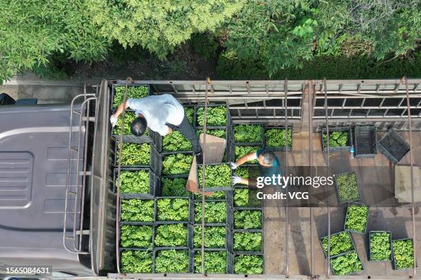 Farmers load boxes of grapes onto a truck for sale at Dazhuang village on July 21, 2023 in Huaibei, Anhui Province of China.