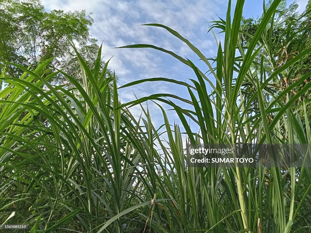 Napier grass