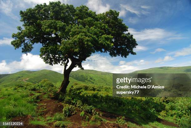 lonely tree on green grazed slopes - región de arusha fotografías e imágenes de stock