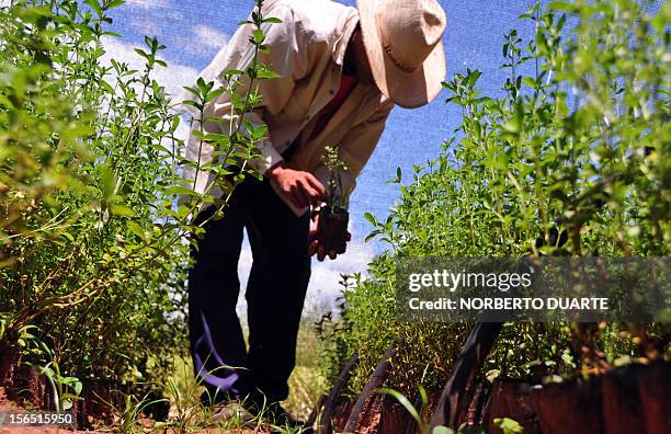 Worker holds a plant of stevia -- Latin name stevia rebaudiana bertoni -- in a nursery at the Paraguayan Institute of Agrarian Technology in Caacupe,...