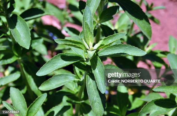 Picture of a stevia plant -- Latin name stevia rebaudiana bertoni -- taken in a nursery at the Paraguayan Institute of Agrarian Technology in...