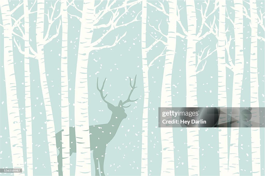 Among the Birch