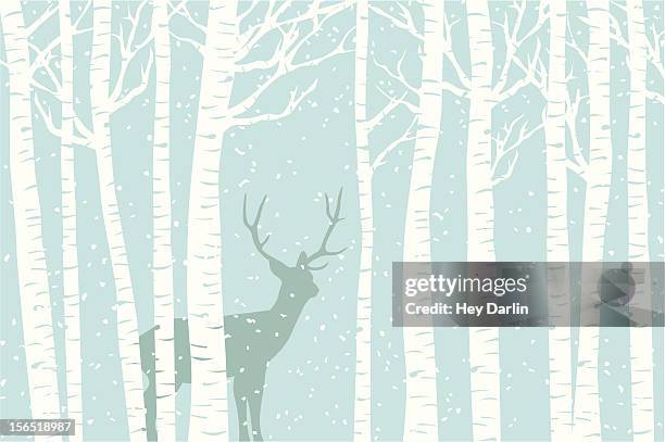 among the birch - birch tree stock illustrations