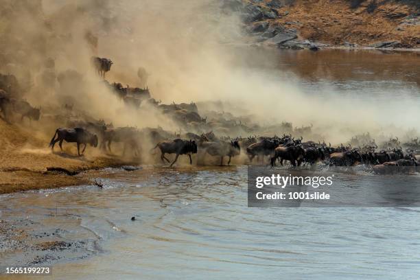 wildebeest antelopes in mara river at great migration - safaridieren stockfoto's en -beelden