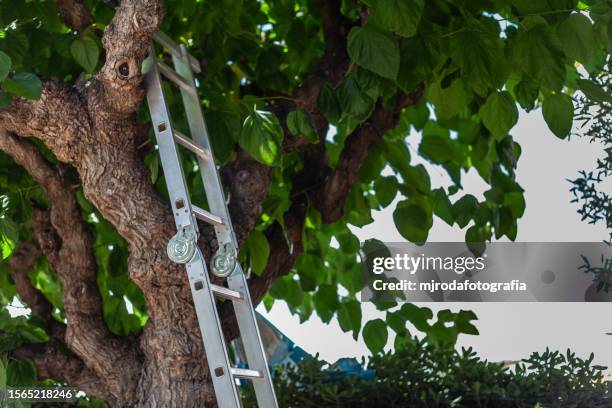 484 Tree Pruning Ladder Stock Photos, High-Res Pictures, and Images ...